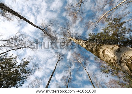 Circle of autumn birches crowns against blue sky