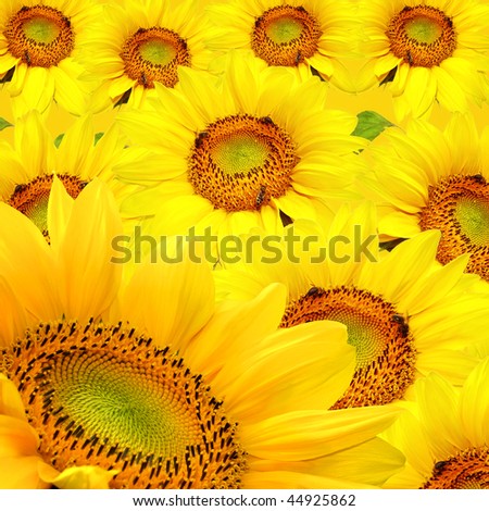 موضوعي الاول javascript:emoticonp(':star:')القبعات الستjavascript:emoticonp(':star:') Stock-photo-sunflower-background-44925862
