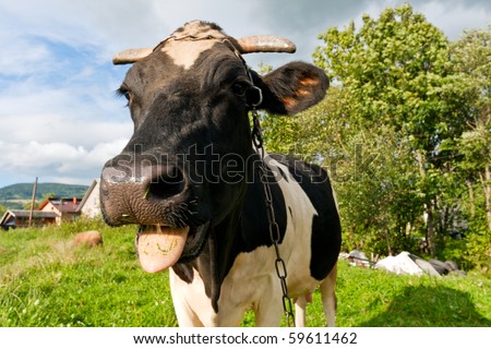 Close up of a funny cow