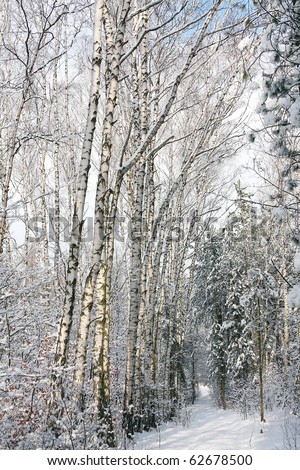 Snowy alley in the birch forest