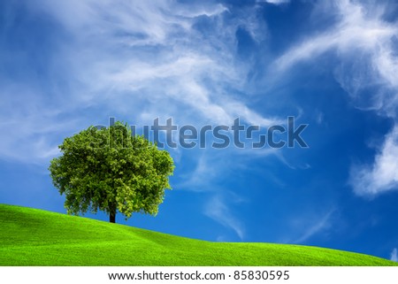 Oak tree in nature