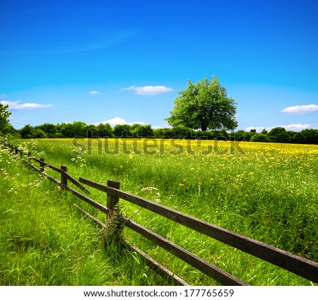 Spring Field And Blue Sky