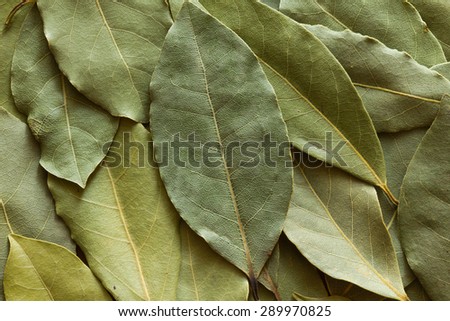 Dried bay leaf folded over itself as background.