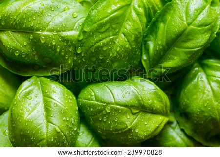 Fresh basil leaves with drops of dew
