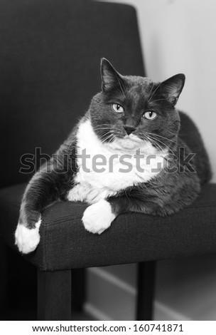 Black and White Cat Lying on Chair
