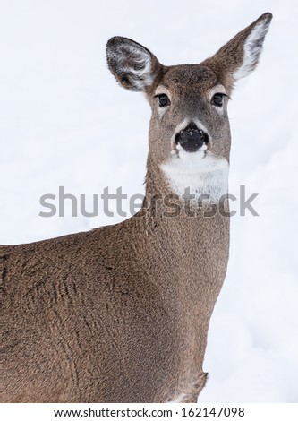 Portrait of White-Tailed Deer