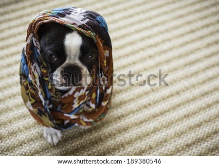 Boston Terrier Dog Covered in Colourful Scarf