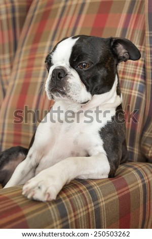 Boston Terrier Puppy Resting Paw on Chair