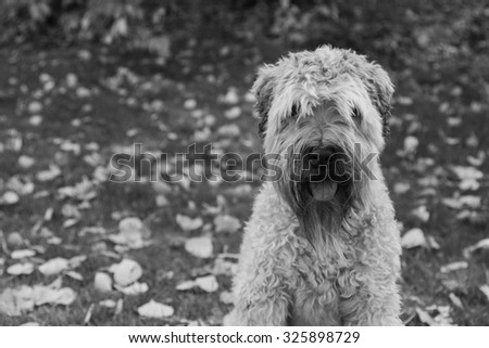 Wheaten Terrier in Black and White