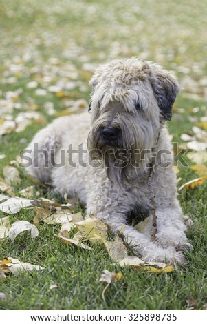 Soft Coated Wheaten Terrier Laying in Leaves