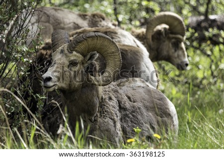 Bighorn Sheep Rams in Banff National Park