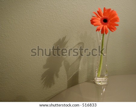 A single orange daisy in a cafe setting. The daisy and vase cast a beautiful shadow against the textured wall.