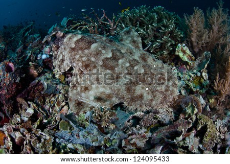 A Tasseled wobbegong (Eucrossorhinus dasypogon) uses its pattern, color, and body shape to camouflage itself on a coral reef floor.  This is an ambush predator.