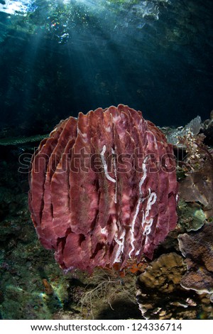 A large barrel sponge (Xestospongia sp.) filters organic material out of the water column as it grows on a coral reef slope in Indonesia.