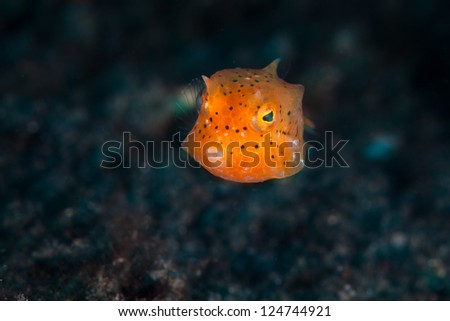 A juvenile Longhorn cowfish (Lactoria comuta), just one centimeter long, swims above the sandy bottom of Lembeh Strait, Indonesia.