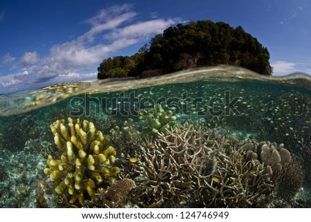 Small reef fish, mainly damselfish (Chromis viridian), swim above a shallow coral reef in the tropical western Pacific where reefs are at their most diverse.