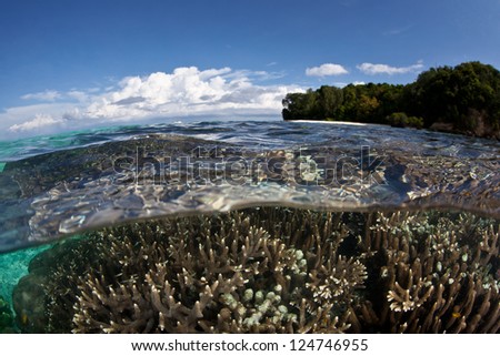 Small reef fish swim above a shallow coral reef in the tropical western Pacific where reefs are at their most diverse.  Indo-Pacific Reefs are home to thousands of species.