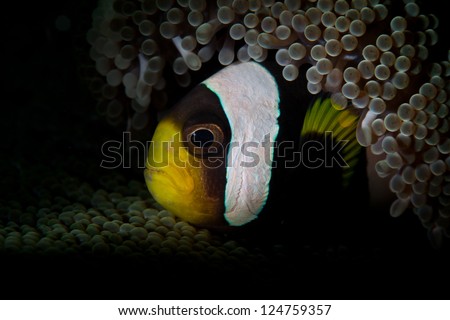 A Saddleback anemone fish (Amphiprion polymnus) is found in its host, a Merten\'s anemone (Heteractis mertensii).  These fish are found in the Indo-West Pacific region.
