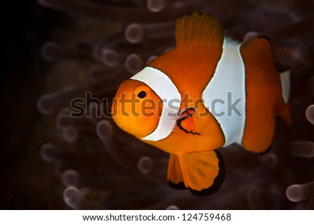 A False clownfish (Amphiprion ocellaris) is found in its host, a Magnificent anemone (Heteractis magnifica).  These fish are found in the Indo-West Pacific region.