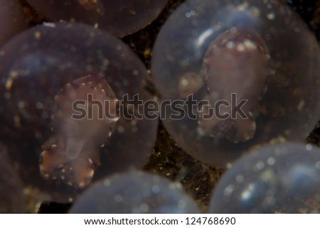A pair of Flamboyant cuttlefish embryos (Metasepia pfefferi) develop in egg in Lembeh Strait, Indonesia.  They flash colors when they are just about ready to hatch after almost 40 days of development.