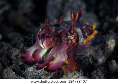 Lembeh Strait off the northeastern tip of Sulawesi Island is home to some of the most unique marine creatures on Earth such as this Flamboyant cuttlefish (Metasepia pfefferi).