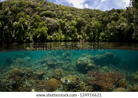 Palau\'s rock islands protect a large amount of delicate and shallow coral reefs.  The reefs act as a nursery for fish that eventually make their way out to the barrier reef as adults.