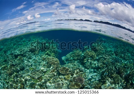 A healthy coral reef grows near limestone islands in Raja Ampat, Indonesia, part of the Coral Triangle. Reefs offer a variety of marine habitats for fish and invertebrates.