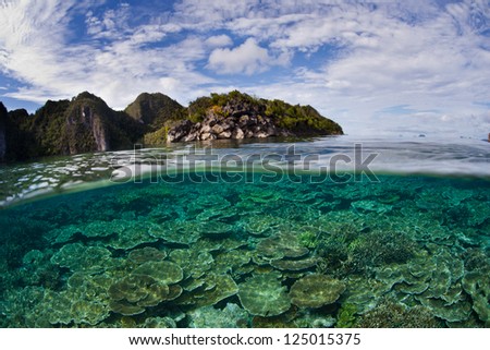 A healthy coral reef dominated by table corals (Acropora species) grows near limestone islands in Raja Ampat, Indonesia, part of the Coral Triangle.