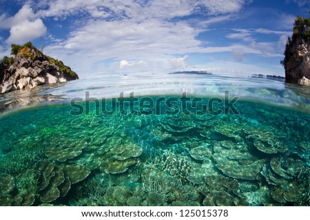 A healthy coral reef dominated by table corals (Acropora species) grows near limestone islands in Raja Ampat, Indonesia, part of the Coral Triangle.