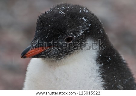 A young Gentoo penguin (Pygoscelis papua) stands near its nest waiting for its parents to come back from feeding at sea off of the South Shetland Islands in Antarctica.
