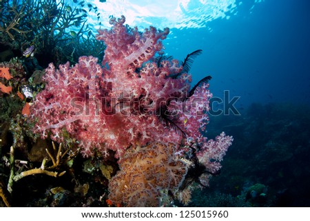 A bouquet of soft corals (Dendronephthya sp.) grows on a reef drop off in Raja Ampat, Indonesia.  These corals feed on zooplankton.