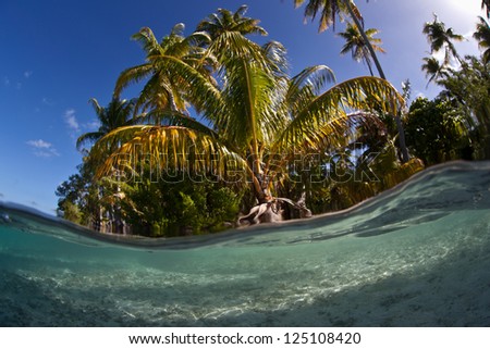 Coconut palms grow along the water\'s edge on a remote island in French Polynesia in the South Pacific.