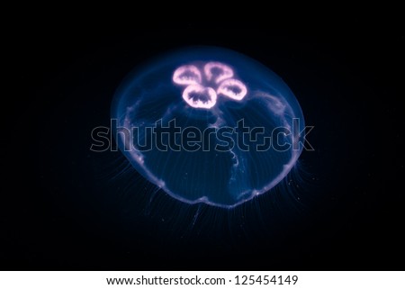 A Moon jellyfish (Aurelia aurita) swims through dark, open ocean using its tentacles to sting and capture planktonic prey.