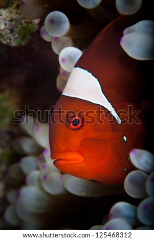 A Spinecheek anemonefish (Premnas biaculeatus) snuggles into its host anemone.  This is a classic example of a mutualistic symbiosis.