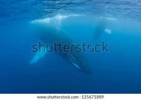 Every year female Humpback whales in the Atlantic Ocean migrate to the Caribbean to give birth to calves.  They then migrate northwards to feeding grounds off New England and Canada.
