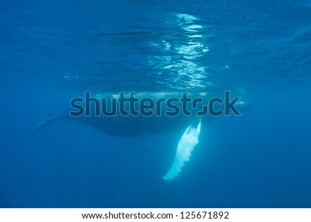 Every year female Humpback whales in the Atlantic Ocean migrate to the Caribbean to give birth to calves.  They then migrate northwards to feeding grounds off New England and Canada.
