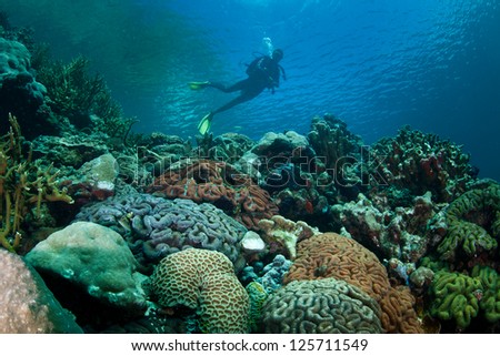A diver explores a diverse coral reef in Palau, one of the most diverse areas on Earth.
