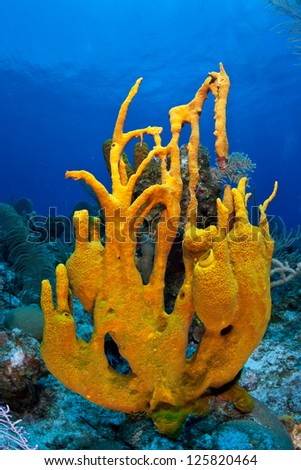 A strange-looking sponge grows on a coral reef in the Caribbean Sea.  Sponges are the simplest multi-cellular animals on Earth and are quite prevalent in today's oceans.