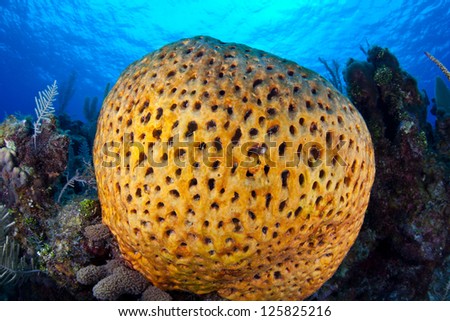 A strange-looking sponge grows on a coral reef in the Caribbean Sea.  Sponges are the simplest multi-cellular animals on Earth and are quite prevalent in today\'s oceans.
