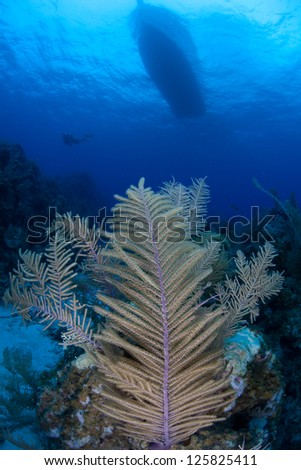 A Caribbean gorgonian sways back and forth in a light current catching plankton in the clear waters off Grand Cayman.