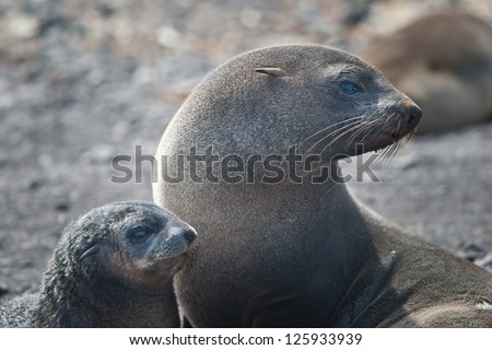 The Antarctic fur seal (Arctocephalus gazella) feeds on Antarctic krill in the cold seas around Antarctica.  It is the most common pinniped found in the South Shetlands.
