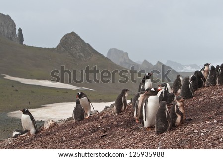 Gentoo penguins stand in a rookery within the South Shetland Islands.  This is a cold and windy part of the planet but penguins have adapted to this type of environment.