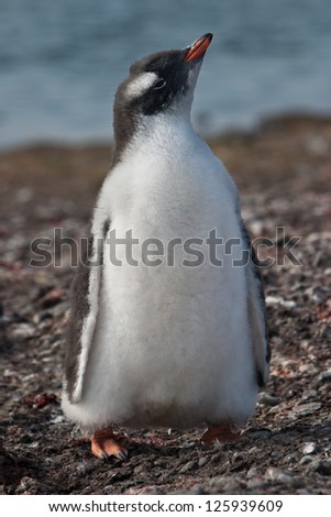 A Gentoo penguin chick (Pygoscelis papua) sits near its nest at a rookery in the South Shetland Islands near Antarctica.  It waits for one of its parents to bring it food.