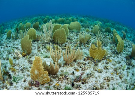 The shallow sea floor near Grand Cayman is covered by small sea fans, or gorgonians, that catch planktonic food.
