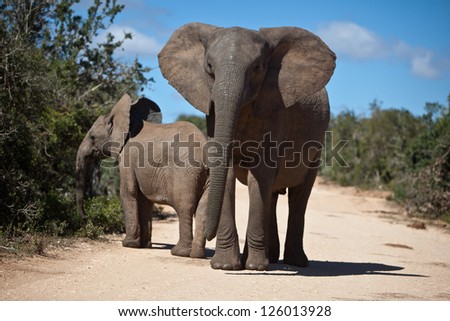 African elephants (Loxodonta africana) are found in numerous habitats from savannas and deserts to marshes and forests in sub-Saharan Africa.