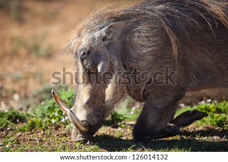 The warthog (Phacochoerus africanus) is a wild member of the pig family and lives in various habitats throughout sub-Saharan Africa.  This warthog lives in Addo National Park in South Africa.