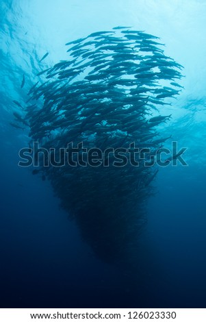 A large school of Horse-eye jacks (Caranx sexfasciatus) swirls in deep water off of Cocos Island, Costa Rica.  This island is known for its large shark populations.