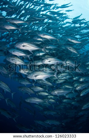A large school of Horse-eye jacks (Caranx sexfasciatus) swirls in deep water off of Cocos Island, Costa Rica.  This island is known for its large shark populations.