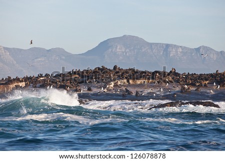 Seal Island sits in the middle of False Bay near Cape Town in South Africa.  The island is home to a plethora of Cape Fur seals and their predators, Great White sharks.