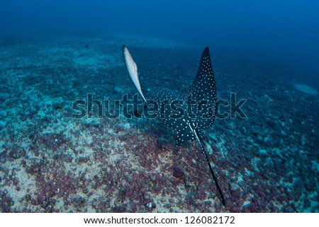 A Spotted eagle-ray (Aetobatus narinari) cruises across the rubble bottom near Cocos Island, Costa Rica.  This remote island is known for its large shark populations.